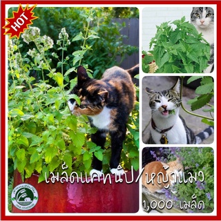 1,000+ เมล็ด แคทนิฟ Catnip แคทนิป หญ้าแมว เมล็ดแคทนิฟ เมล็ดแคทนิป เมล็ดหญ้าแมว