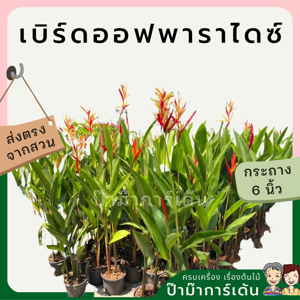 มุมมอง 4