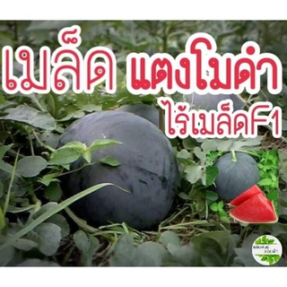 เมล็ดพันธุ์ แตงโมดำไร้เมล็ด 5 เมล็ดBlack Sugar ไร้เมล็ดF1เมล็ดนำเข้าจากต่างประเทศ