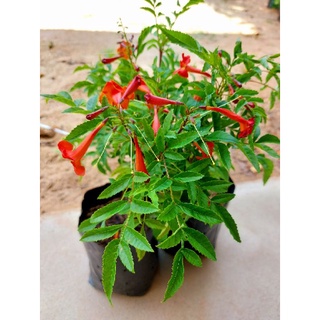 ต้นทองอุไรสีแดง ไม้ประดับไม้มงคลสีแดงสวย แบบชำกิ่ง