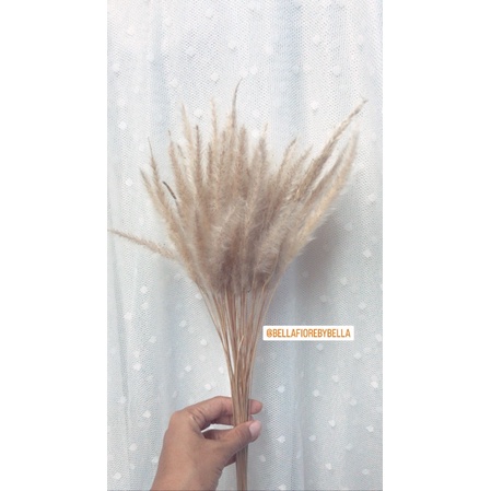 ดอกไม้แห้ง ดอกหญ้าคา กำละ 35 บาทสวยฟูมากจ้า