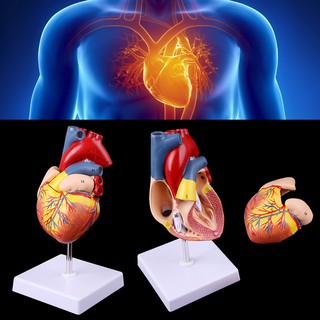 Livi ❤ disassembled anatomical Human Heart Model Anatomy เครื่องมือการแพทย์