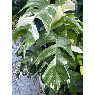 อีพิด่างขาว Epipremnum pinnatum variegated