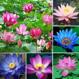 7 เมล็ด เมล็ดบัว คละสี ดอกใหญ่ สายพันธุ์เมล็ดบัว ดอกบัว Lotus seeds