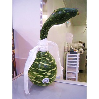 เมล็ด น้ำเต้าคอหงส์ - Gooseneck swan gourd