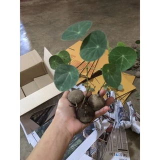 บัวบกโขด ไม้ฟอกอากาศยอดนิยม🎉มีใบทุกต้นคะ🌱