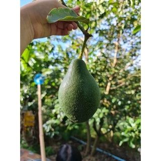 อโวคาโด้เกรดA🥑🥑 สายพันธุ์034 บัคคาเนีย ปีเตอร์สัน พื้นเมือง 1 กิโลกรัม 💥💥ซื้อ 10 แถม 1 โล💥💥