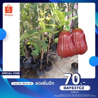 ( ลด 70บ. ใส่โค้ด DAY637CZ )  ต้นชมพูทับทิมจันทร์ แบบกิ่งตอนชำถุงแล้ว