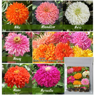 เมล็ดบานชื่นแคคตัส 50เมล็ด(0.5กรัม)  Zinnia Cactus elegans  เมล็ดพันธุ์พรีเมี่ยมเกรด