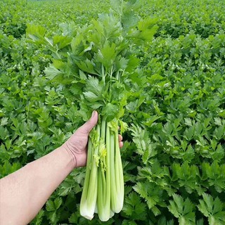 Benih Daun Saderi 100pcs/Celery/西芹菜籽