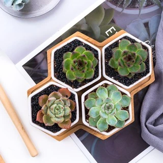 Plants Center T201 กระถางต้นไม้ เซรามิกขาวเซตหกเหลี่ยม มีถาดรองไม้ ขนาด19.5x14.4x5.5 cm เป็นเซรามิกเคลือบเงา ปลูต้นไลทอป