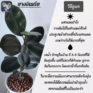 🖤🖤ต้นยางอินเดียดำ"Rubber Plant" 80-90Cm. (ต้นใหญ่) ความสูงวัดจากก้นกระถาง พร้อมกระถาครบชุดพร้อมปลูก