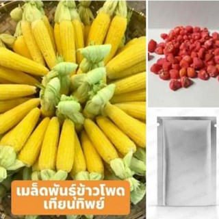 [50 เมล็ด] เมล็ดข้าวโพดเทียนทิพย์ ข้าวโพดเทียนสีเหลือง เทียนทิพย์