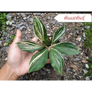 เอื้องหมายนาด่างชมพู pink variegated costus speciosus ไม้สะสม หายาก เลือกต้นได้