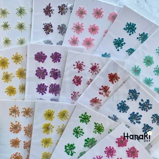 【พร้อมส่ง】ดอกเอมิมาจัสทับแห้ง (Ammi majus, Lace) ดอกไม้ทับแห้ง ดอกไม้จริงทับแห้ง Pressed Flowers💐