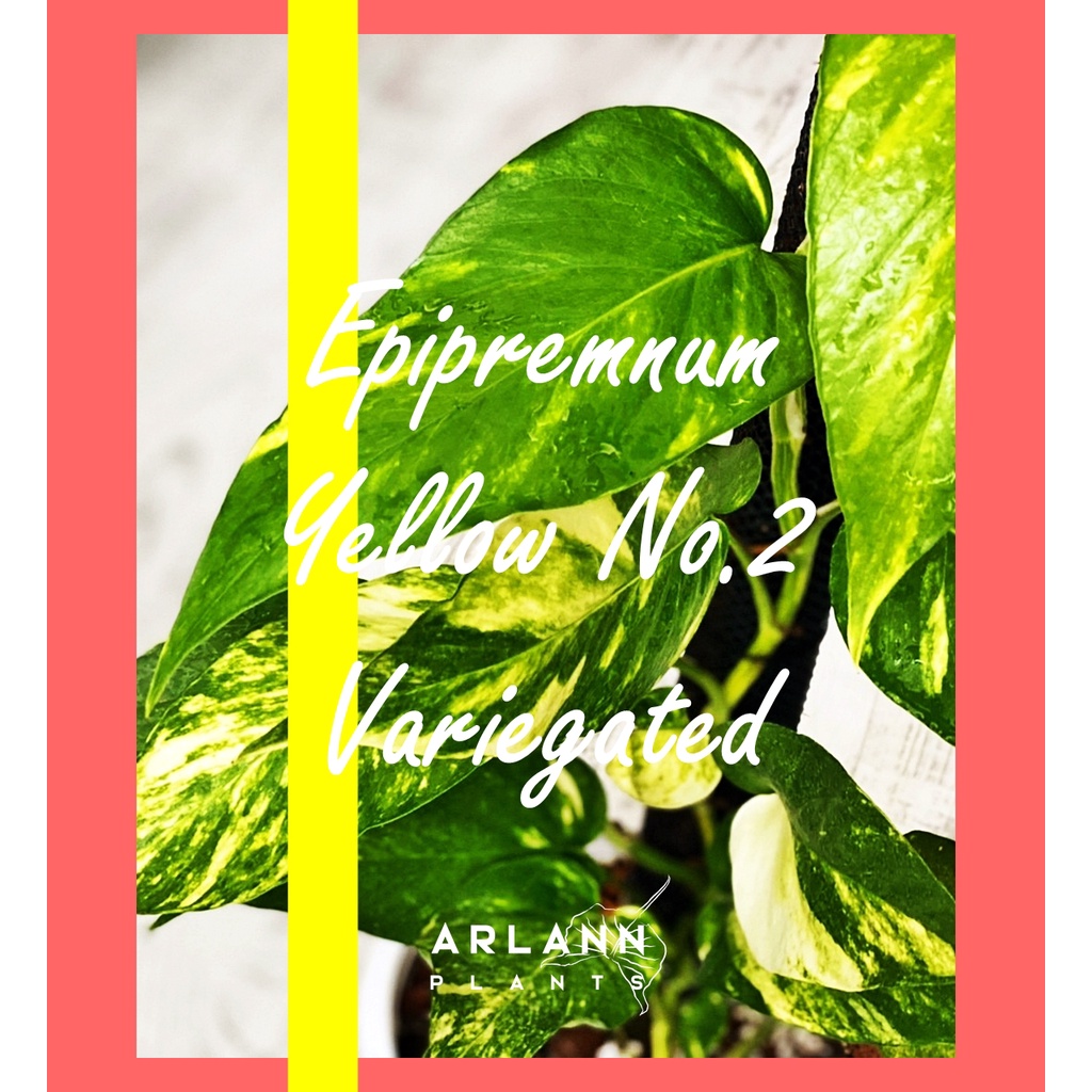 🌿 อิพิด่างเหลือง | Epipremnum Pinnatum Variegated Yellow No.2 💛