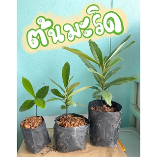 มะริด ต้นมะริด ไม้มะริด พันธ์ุแดงฟิลิปปินส์ diospyros blancoi ไม้โบราณ ไม้เนื้อแข็ง ไม้โตช้า เลี้ยงปรับสภาพในไทยแล้ว