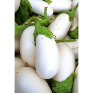 เมล็ดพันธุ์มะเขือขาวอิตาเลียน คลาร่า ไวท์ Clara Italian White Eggplant Seed เมล็ดพันธุ์แท้คุณภาพดี นำเข้าจากต่างประเทศ