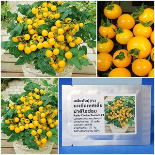 เมล็ดพันธุ์ มะเขือเทศเตี้ย ปาติโอช้อย สีเหลือง (Patio Choice Tomato F1 Seed) บรรจุ 10 เมล็ด คุณภาพดี ราคาถูก ของแท้ 100%