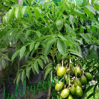 ต้นมะกอกพันธุ์เตี้ย(กินผล) ต้นสูงประมาณ 50-60cm.พร้อมออกลูก(1ต้น)