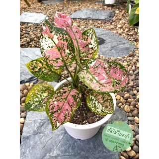 อโกลนีมาอัญมณี​3สี (Aglaonema sp. Anyamanidaeng) ต้นใหญ่ ฟอร์มสวย สีสด