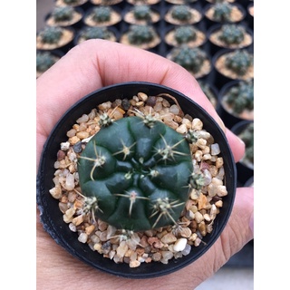 ยิมแม่ลูกดก# Yimnocalycium anisitsii damsii ต้นไม้ประดับ# ไม้มินิมอล# พืชทนแล้ง# ของต้องมี#จัดสวนถาด