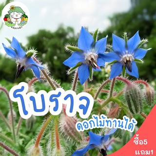 เมล็ดพันธุ์ โบราจ (ดอกไม้กินได้) Borage seed บรรจุ100 เมล็ด เมล็ดพันธุ์นำเข้าแท้ 100% นำไปขยายพันธุ์ต่อได้ ไม่กลายพันธุ์