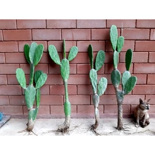 โอพันเทีย opuntia cochenillifera อาหารเต่าซูคาต้า กระบองเพชรใบเสมา หูกระต่าย มิกกี้เม้า ไร้สารพิษ มีรากทุกต้น cactus