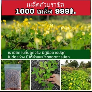 1,000 เมล็ด #ถั่วบราซิล #พืชคลุมดิน #คลุมหญ้า #จัดสวน #ลดปัญหาตัดหญ้า