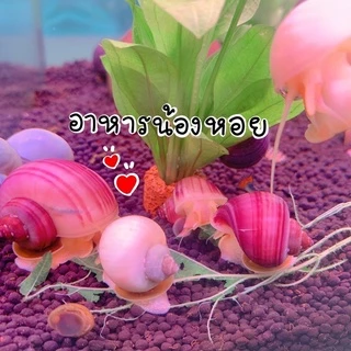 ใบหม่อน ปลอดสารพิษ100% อาหารกุ้ง หอย ปลากินพืช