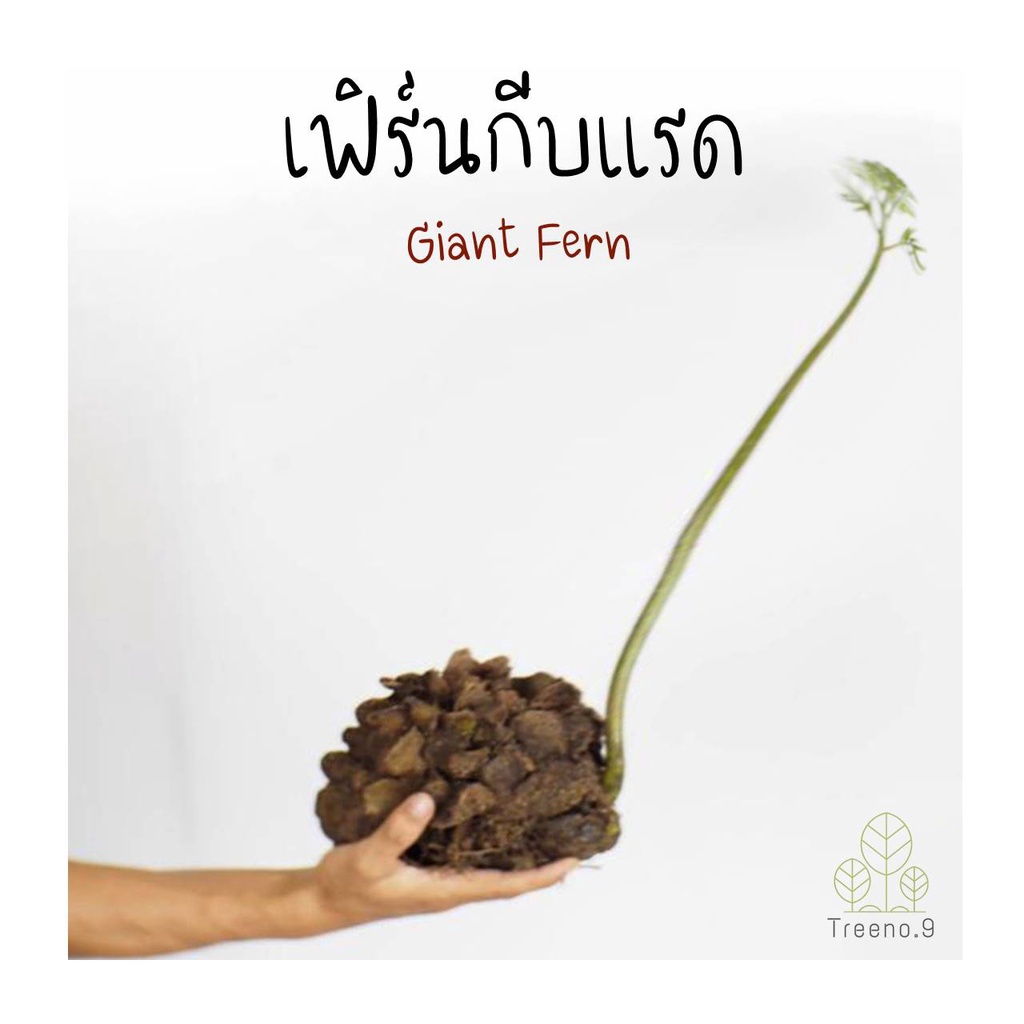 Treeno.9 T6 เฟิร์นกีบแรด Giant Fern, King Fern เฟินดิน ชอบร่มเงา และต้องการความชื้นในอากาศสูง KOD CO