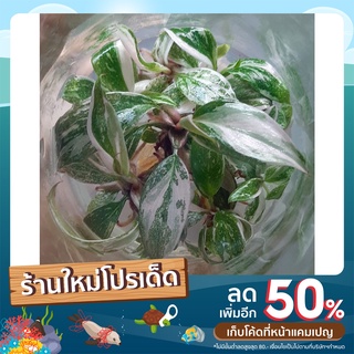 Philodendron pink princess มี 16 ขวด