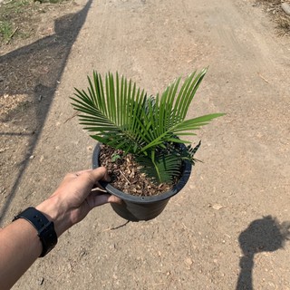 ปรงญี่ปุ่น (Sago palm) กระถาง 8 นิ้ว หัวโต สูงประมาน 15 เซนติเมตร