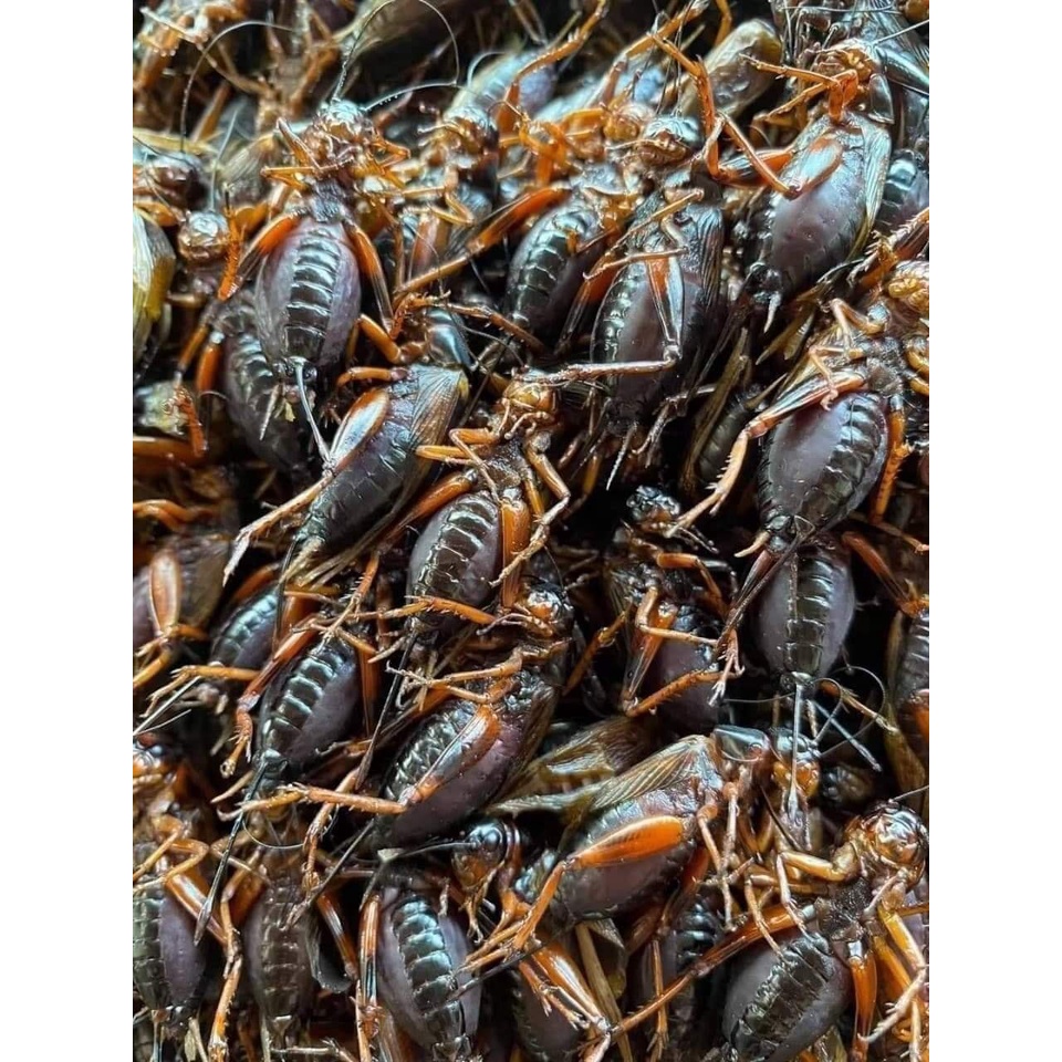 (ไม่ส่ง ตจว.ที่อยู่ไกลมากค่ะ) จิ้งหรีดไข่+ไม่ไข่คละกันไม่ได้คัด นึ่งฟรีสแข็ง ( 1 kg.) ไม่ปรุงรส