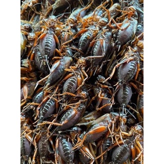 (พร้อมส่ง) จิ้งหรีดไข่+ไม่ไข่คละกันไม่ได้คัด (1 kg.) นึ่งฟรีสแข็ง