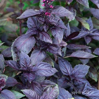 Purple Basil Seeds - Dark Opal Basil Seeds - Herb Seedsเมล็ด/หมวก/สวน/เสื้อ/บ้านและสวน/ดอกไม้/ผักชี/กุหลาบ/สร้อยข้อมือ/ค