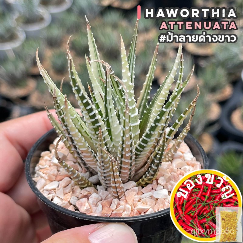 เมล็ดอวบอ้วน100%ม้าลายด่างขาว Haworthia attenuata ไม้อวบน้ำ กุหลาบหิน cactus&amp;succulentหลากหลายสายพันธุ์เมล็ดพืชคุณภาพสูง