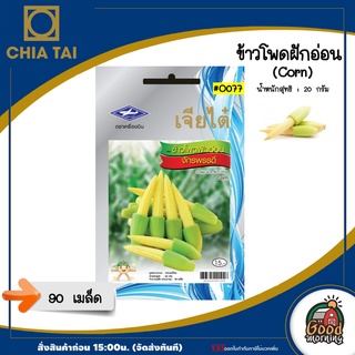 CHIATAI 🇹🇭 ผักซอง เจียไต๋ O077#ข้าวโพดฝักอ่อน จักรพรรดิ์  เมล็ดพันธุ์ เมล็ดพันธุ์ผัก  ผักเจียไต๋  Chia Tai ตราเครื่องบิน