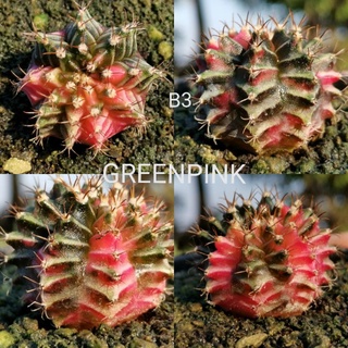 ยิมโนด่าง ไม้เมล็ด ตรงปก -​B3- Gymnocalycium​ Cactus แคคตัส กระบองเพชร ไม้อวบน้ำ ไม้กราฟ ราคาถูก​ GYMNO ด่าง ยิมโน