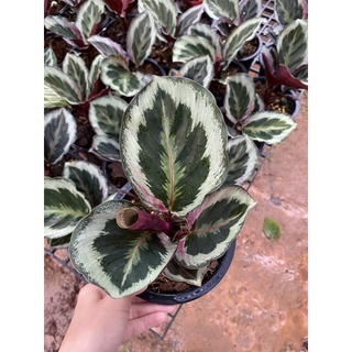 คล้านกยูง ลายเงิน คล้าลายใหม่คล้านำเข้า🦚 Calathea roseopicta Illustris  🦚  ไม้ฟอกอากาศ