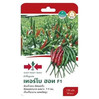 พริกขี้หนู F1 เทอร์โบ ฮอท ศรแดง HYBRID GUINEA-PEPPER SEED EAST-WEST SEED TURBOHOT F1