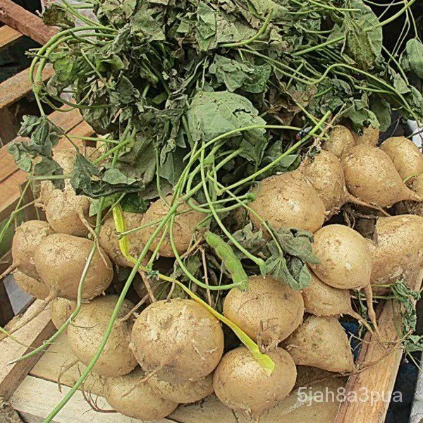 50PCS 【NEW】Turnip Jicama Seeds / Singkamas Seeds50 seeds (not live plants)儿童/香菜/种子/文胸/园艺/芹菜/手链/通心菜/男