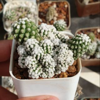 ต้นกระบองเพชร แมมโอรุกะ ฟร์อมกอแน่นๆ mammilaria oruga