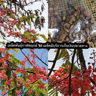 เมล็ดพันธุ์กาฬพฤกษ์ ไม้มงคล 30 เมล็ด