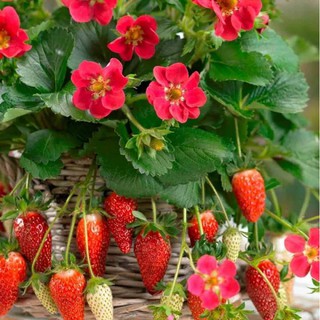 เมล็ดพันธุ์ Strawberry สายพันธุ์ Trista 50 เมล็ด เมล็ดพันธุ์นำเข้าจาก ยุโรป