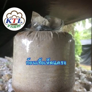 ก้อนเชื้อเห็ดแครงหรือเห็ดตีนตุ๊กแก 4 ก้อน