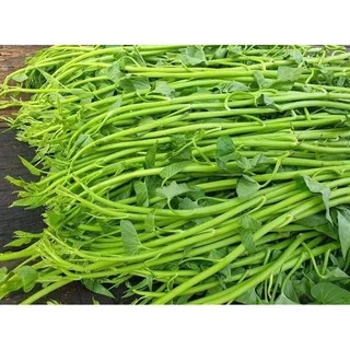 เมล็ด​พันธุ์​ ผักบุ้งแก้ว​ ผักบุ้งเย็นตาโฟ​ ผักบุ้งก๋วยเตี๋ยว​ 100 เมล็ด [10 แถม 1 คละได้]