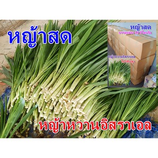 หญ้าสด 1 กิโลกรัม สำหรับเลี้ยงสัตว์ (หญ้าหวานอิสราเอล)