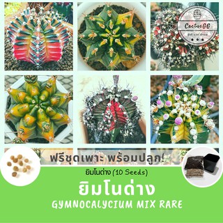 ฟรีชุดเพาะ + ยิมโนด่าง 10 เมล็ด (Gymnocalycium rare)