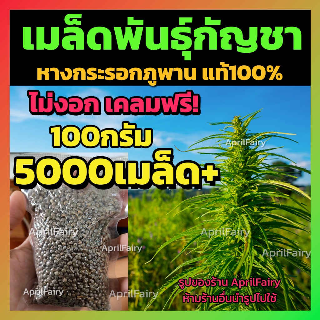 [5000+เมล็ด] เมล็ดกัญชา หางกระรอกภูพาน พันธุ์แท้💯% ขนาด 100กรัม ปลูกง่าย โตไว้ มีแถมเมล็ดให้ทุกซอง